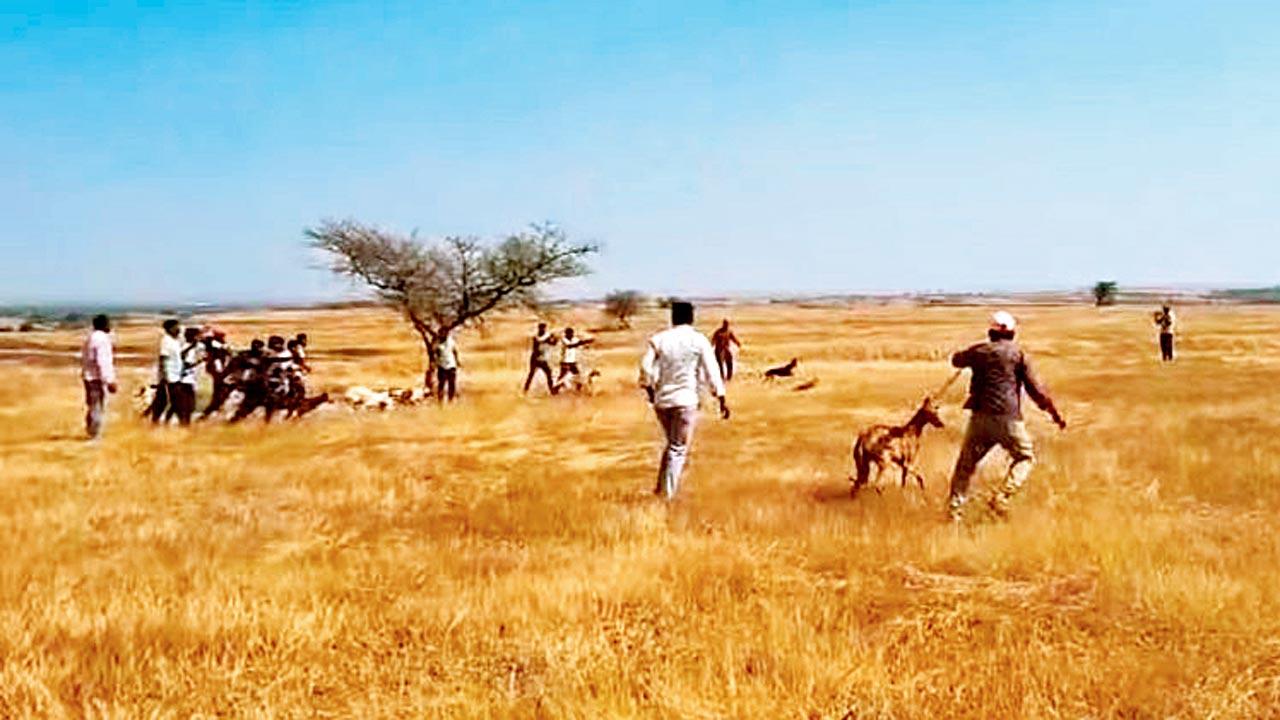 Accused uploaded videos on Instagram of the hounds hunting, racing