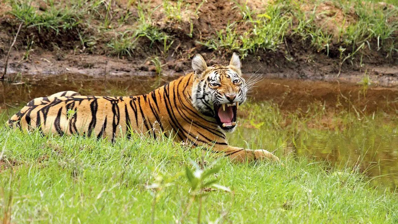 PM Modi hails country's development adding 58th tiger reserve to its tally