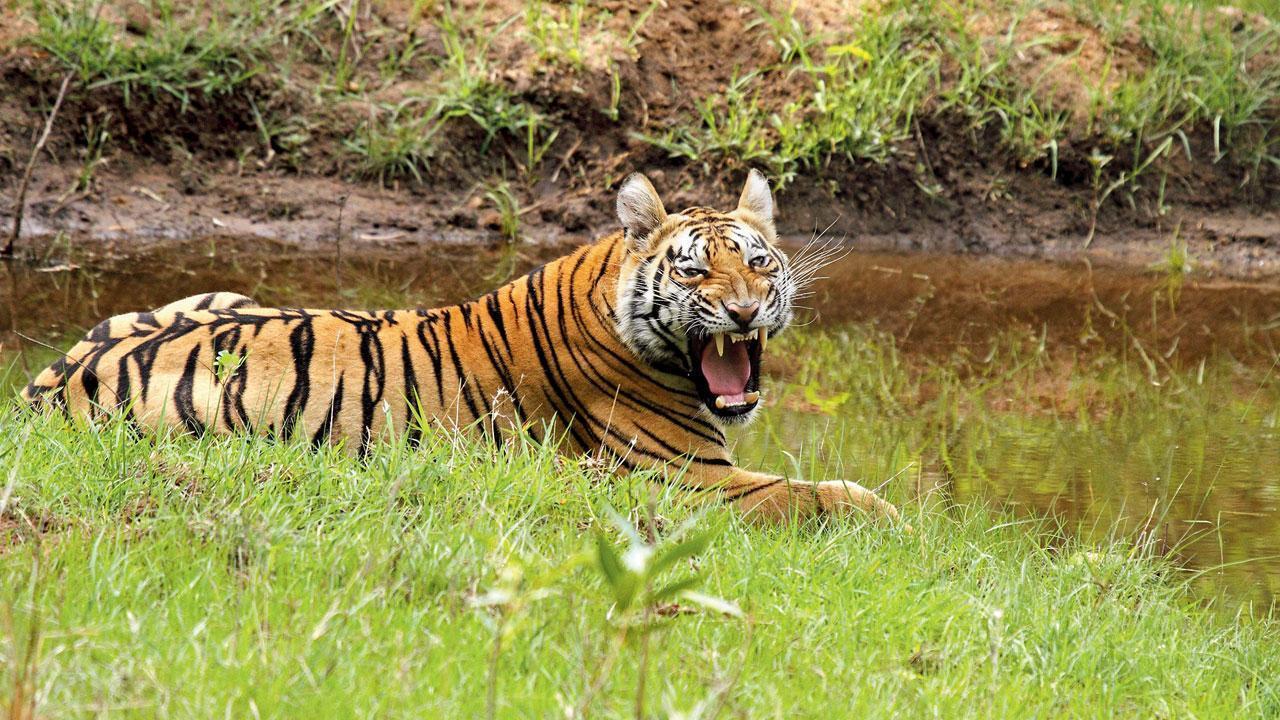 Tiger Walker II safe, captured on camera in Maharashtra sanctuary