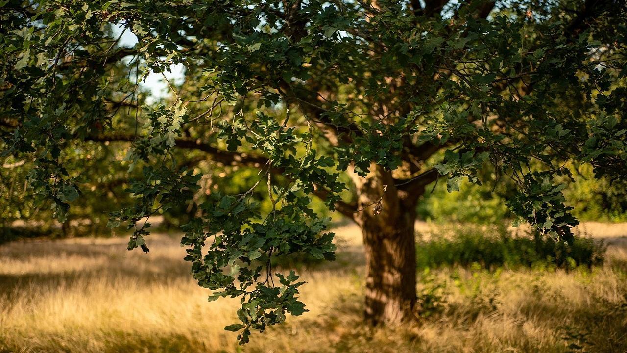 Five booked for cutting trees near Thane housing complex sans civic nod