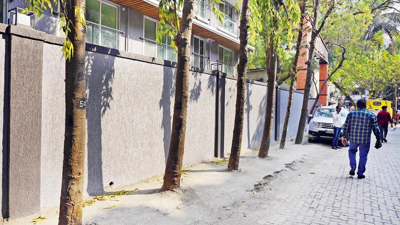 Trees gasp for air as concrete chokes roots in Andheri