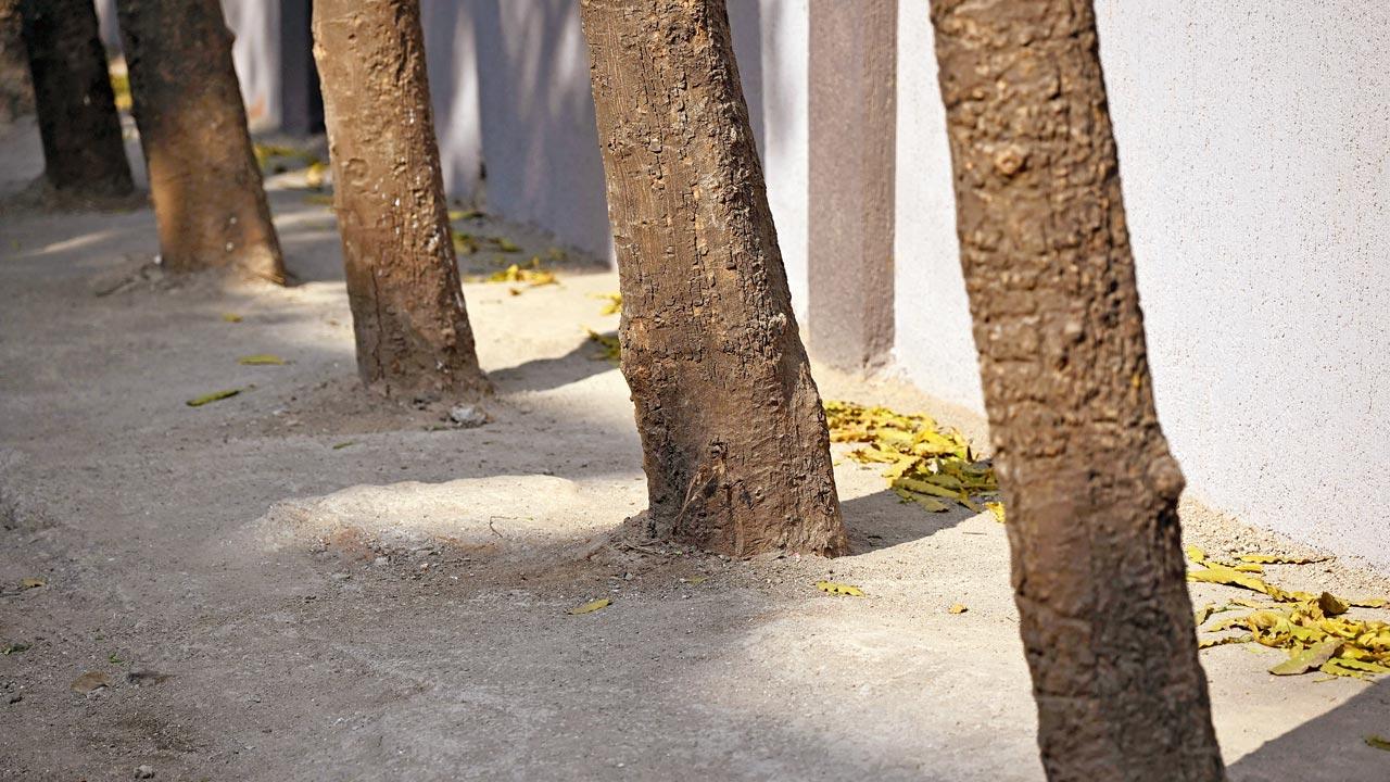 Trunks of 12 trees covered in concrete at Metropolitan Court Lan. Pics/Ashish Raje 