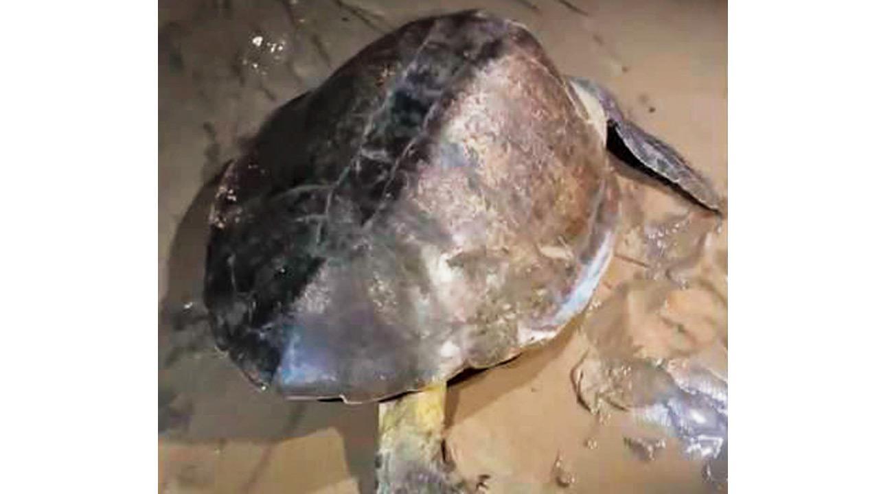 Olive ridley turtle spotted on Juhu Beach, but human disturbance forces retreat