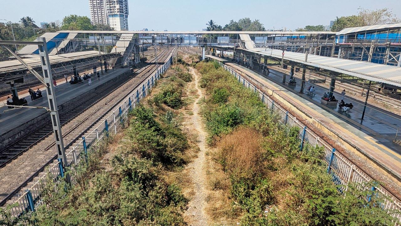 The space created for new tracks is covered with wild vegetation now