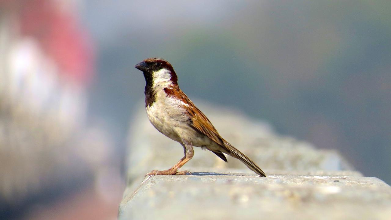 World Sparrow Day 2025: Odisha artist commemorates the day with Rangoli artwork