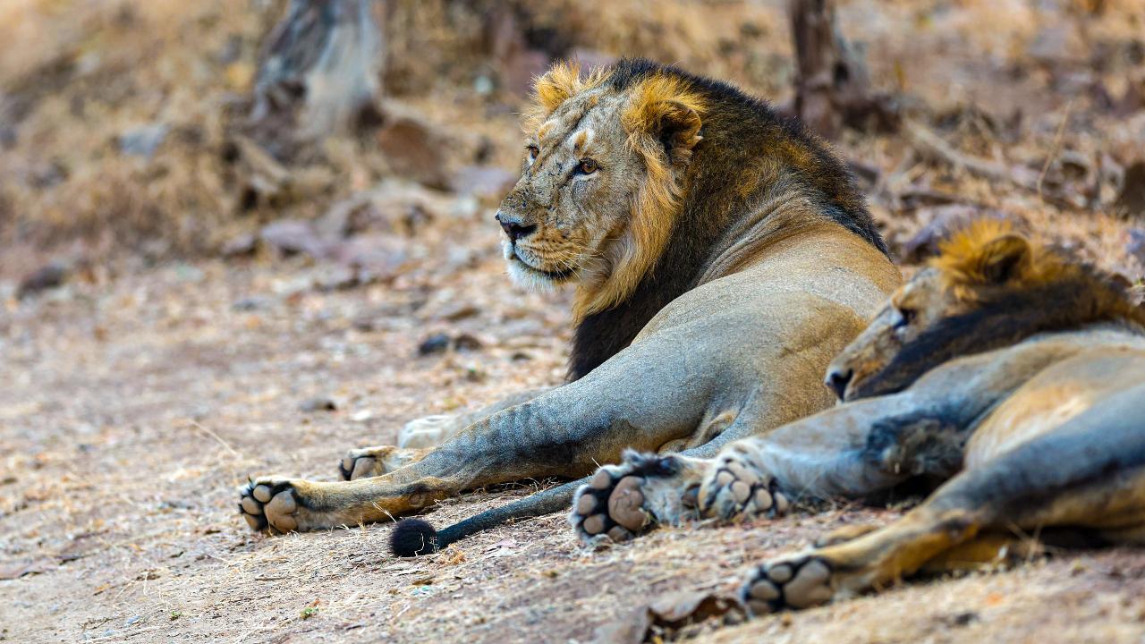 Population of Asiatic lions in Gir witnessing steady rise: PM Modi