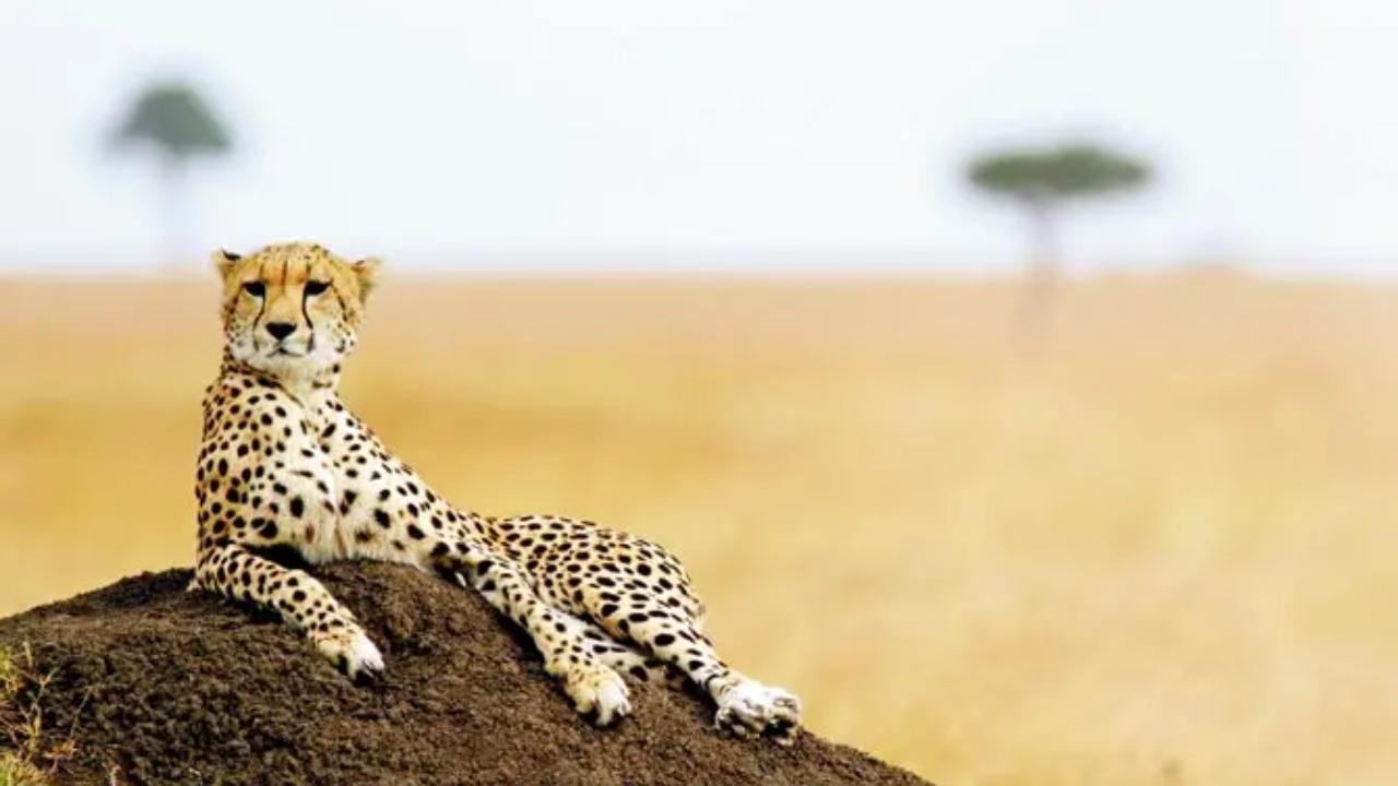 Cheetah, cubs pelted with stones in Madhya Pradesh village