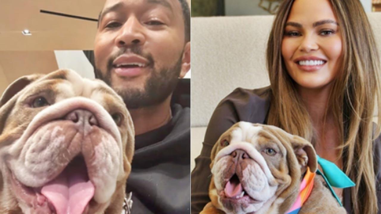 John Legend and Chrissy Teigen welcome new furry family member