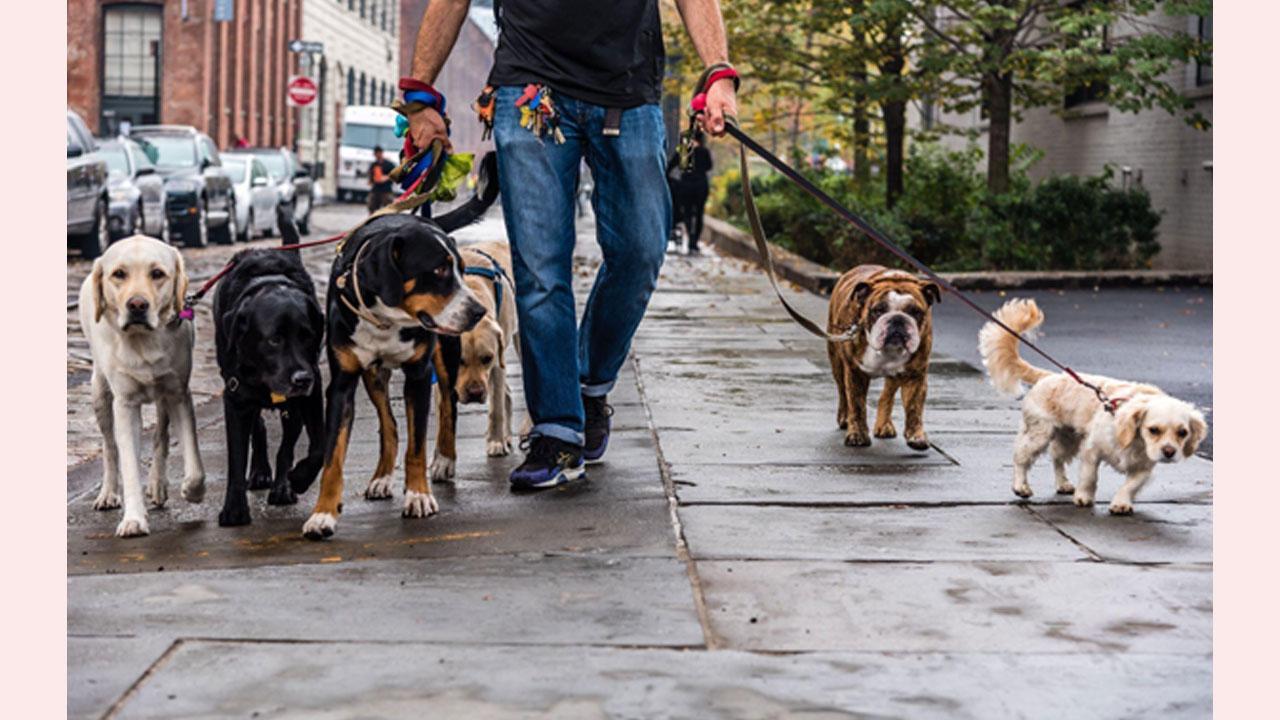 Expert Reveals How Often Should You Walk Your Dog