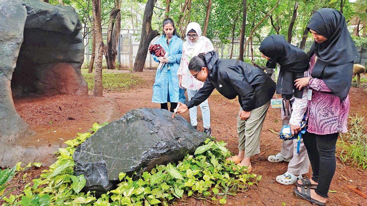 Participants spray tiger urine in the enclosure to lure 