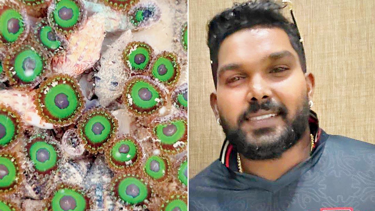 Coral zoanthids spotted by Sahir Doshi. Pic Courtesy/Sahir Doshi; (right) Sahir Doshi 