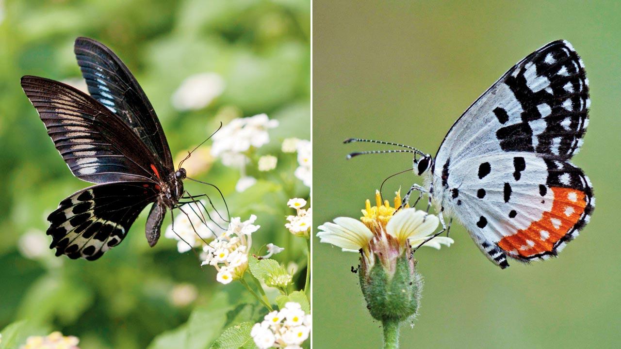 Blue Mormon; (right) Red  Pierrrot. Pics Courtesy/Sanjeev Shevade