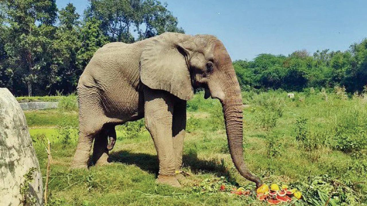 TN: 60-year-old female elephant passes away in Trichy