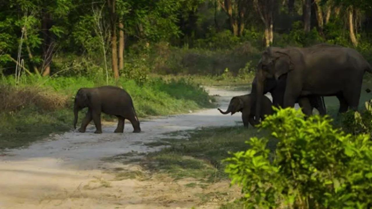 New genetic study estimates 51 rare Asian elephants in Cambodia's northern plains