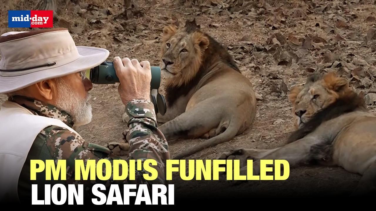 World Wildlife Day: PM Modi takes a lion safari at Gir National Park