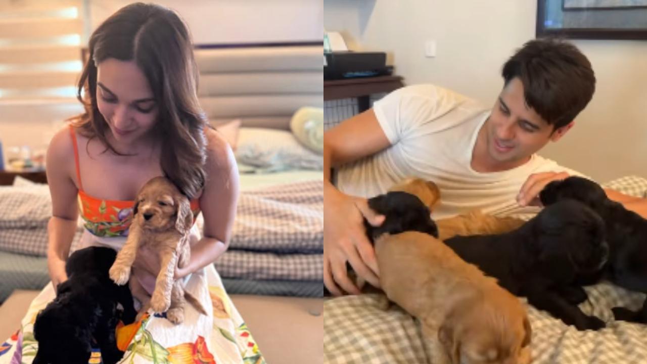 Parents-to-be Sidharth Malhotra and Kiara Advani play with puppies, see pics