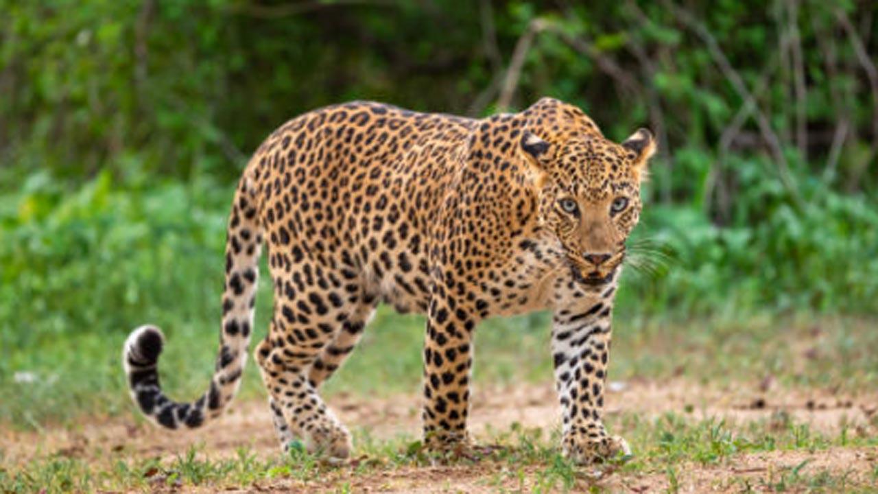 Leopard caught in poacher's snare on UP-Uttarakhand border rescued after 12 hours