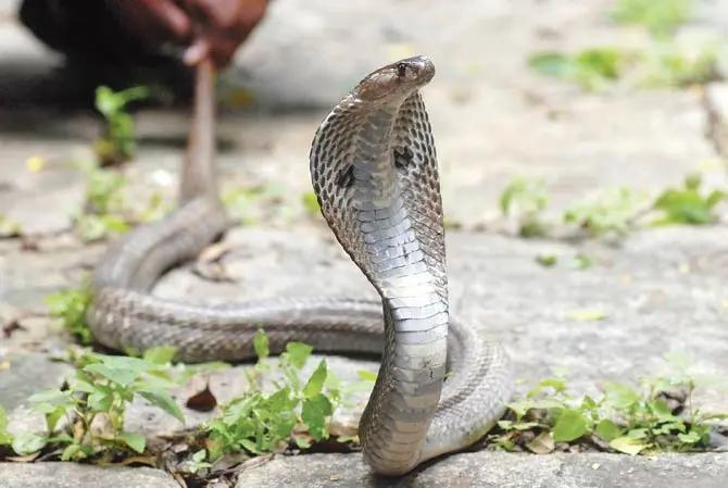 Watch: Indian Spectacled Cobra dies after mishandling incident in BKC