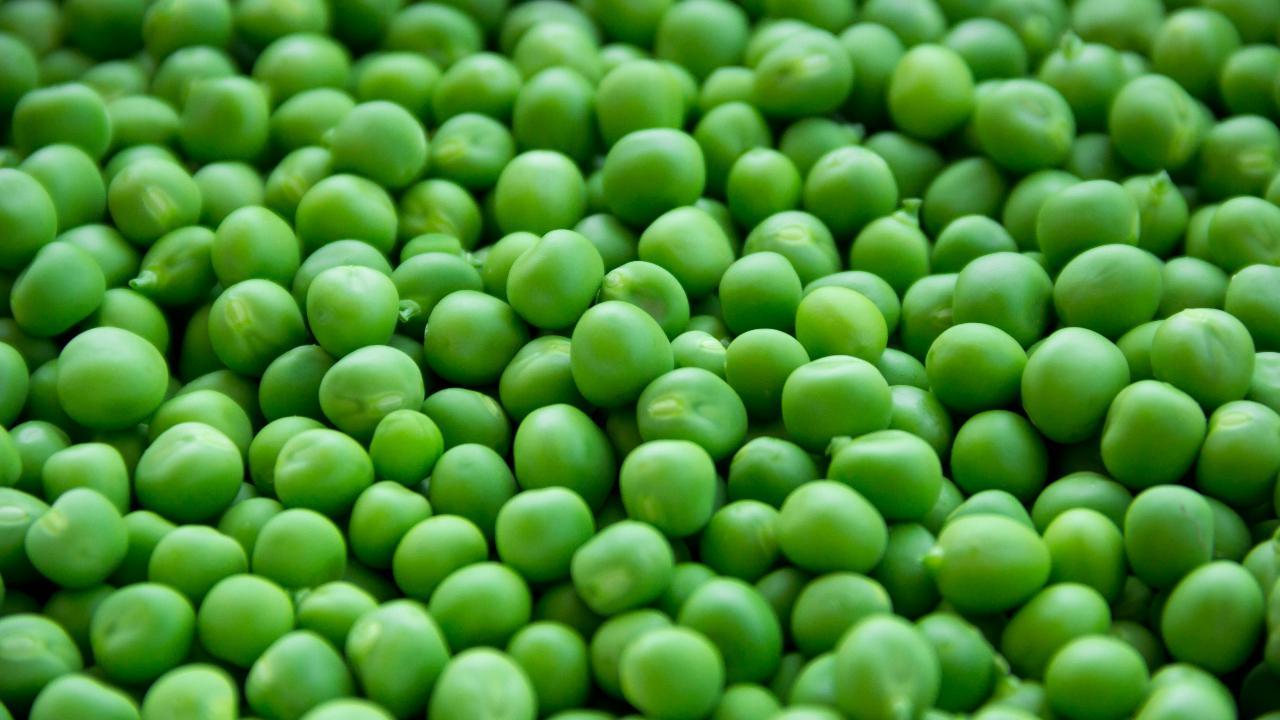 Unlocking the power of pea protein: A plant-based superfood