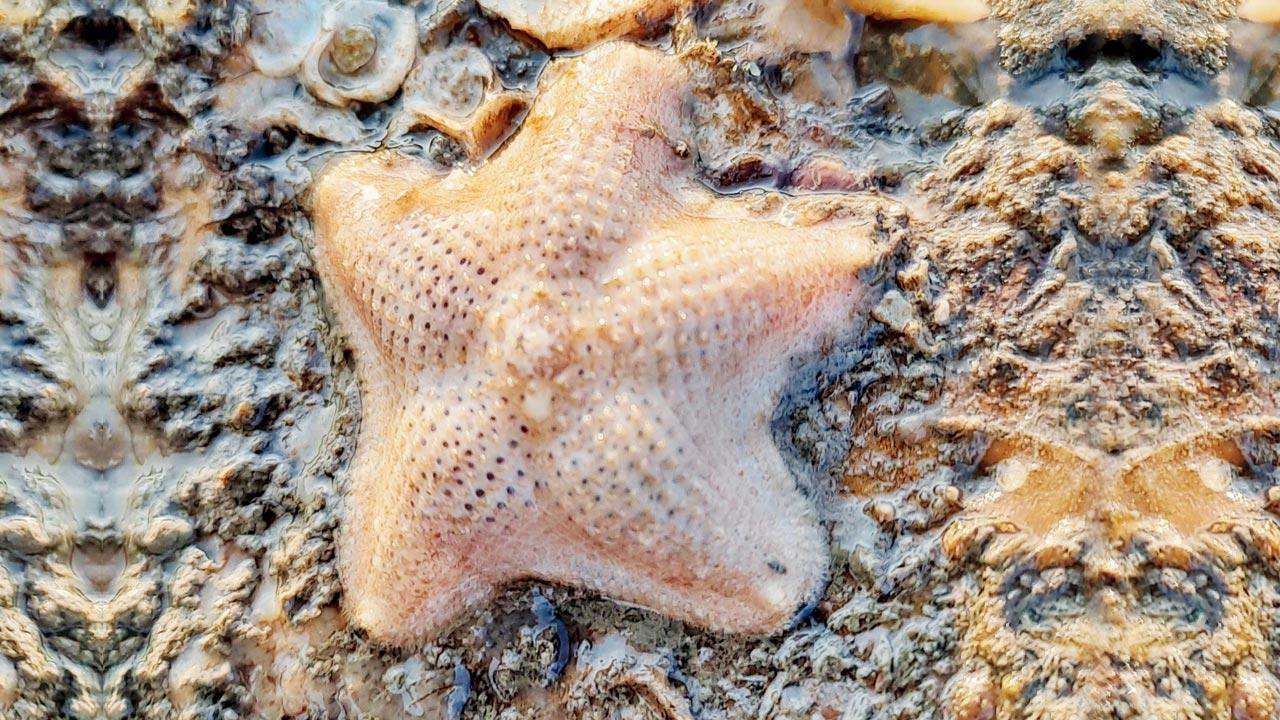 Coral Star at Juhu Koliwada. Pic Courtesy/Sachin Rane