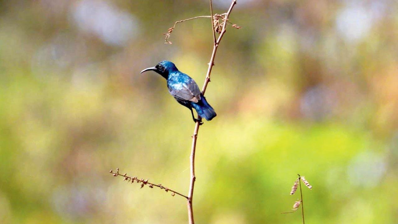 Purple sunbird. Pic Courtesy/Chinmay Gundaram