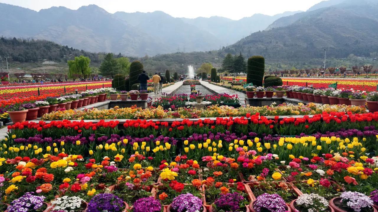 Srinagar: Asia's largest tulip garden set to open for the season