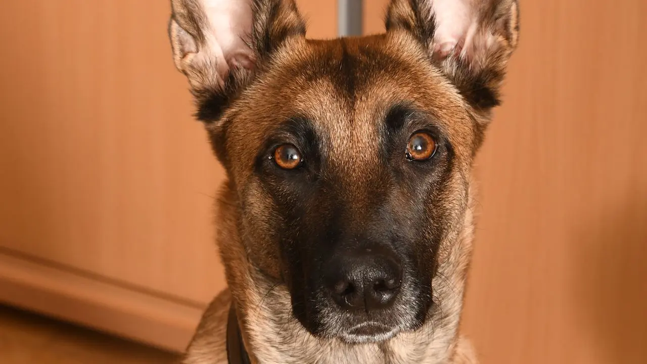 CRPF conducts last rites of K9 Rolo, sniffer dog killed in anti-Naxal operation