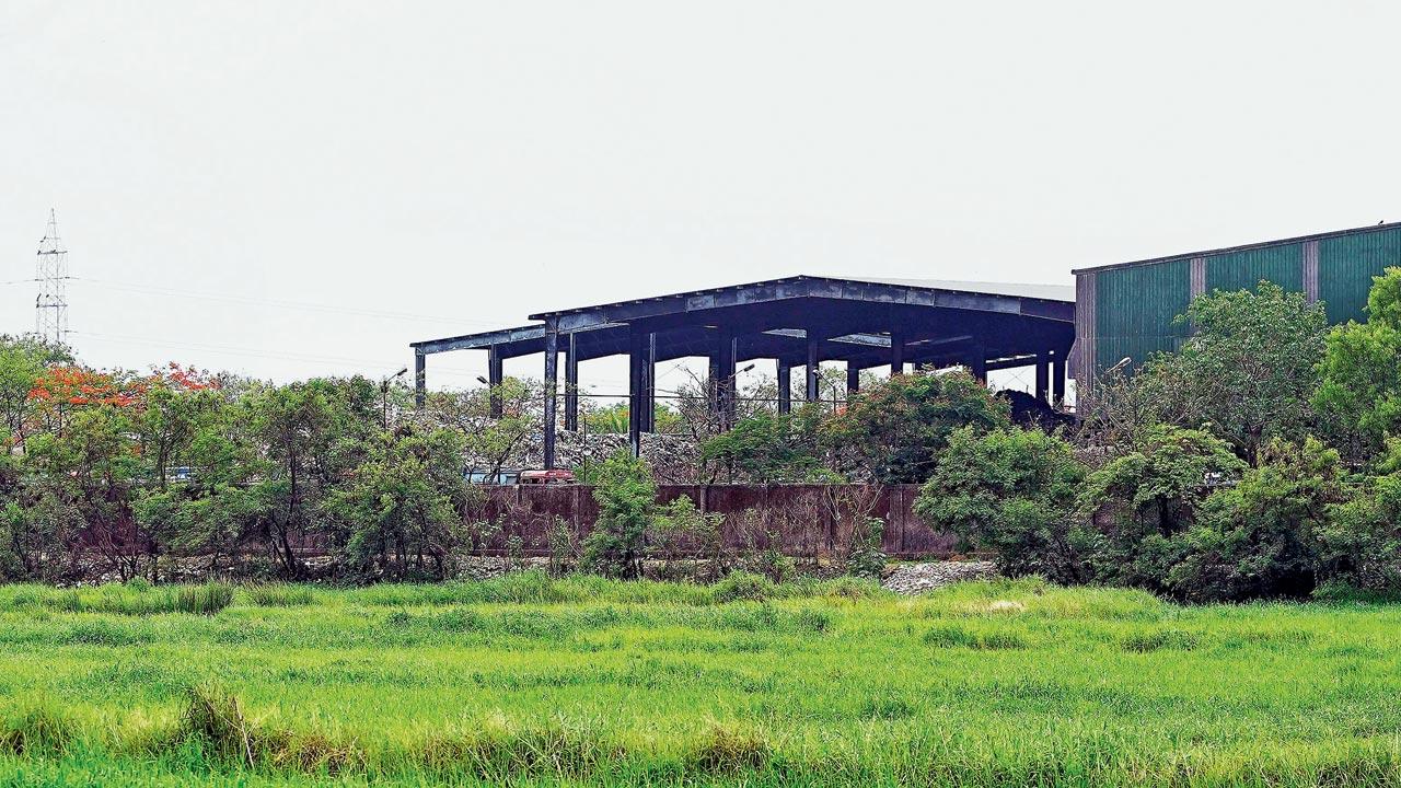 Vikhroli residents oppose BMC’s SC plea on mangroves