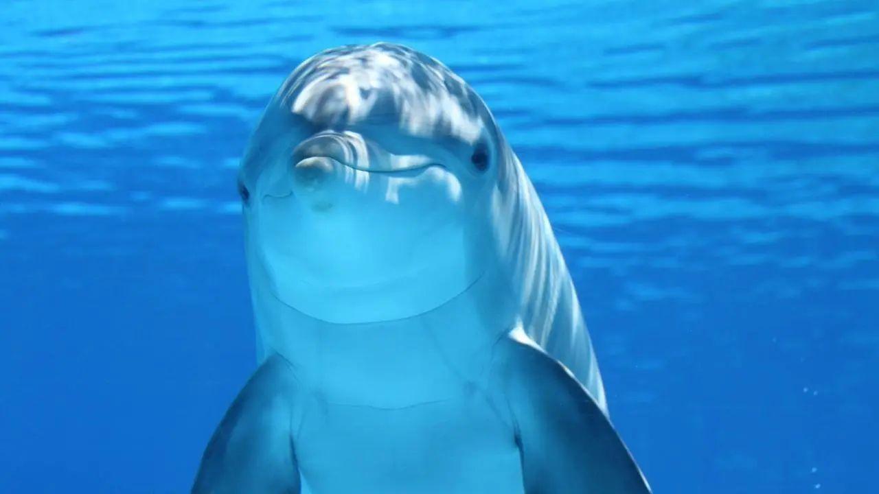 Study warns of chemical pollution threat to endangered Gangetic dolphins