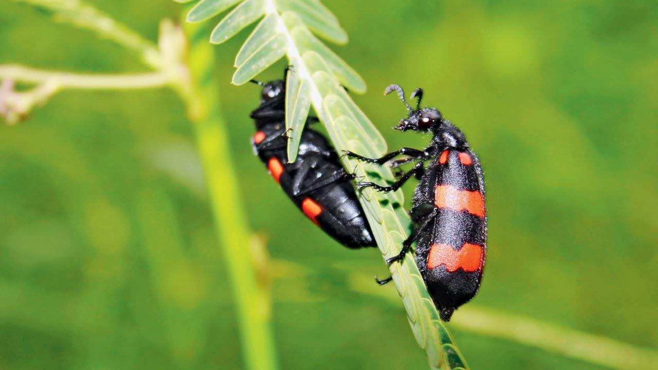 Study urges broader approach to nature campaigns with ‘flagship entities’