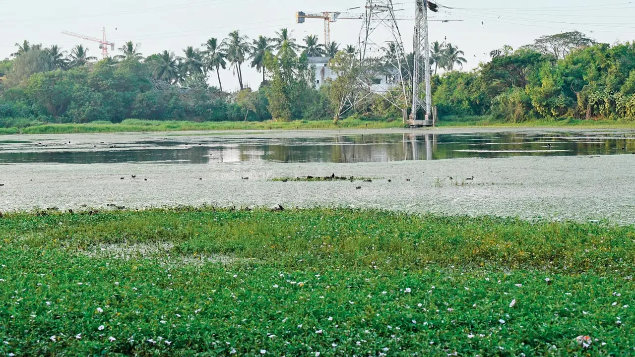 MHADA's Lokhandwala Lake cleanup must consider over 100 bird species,
