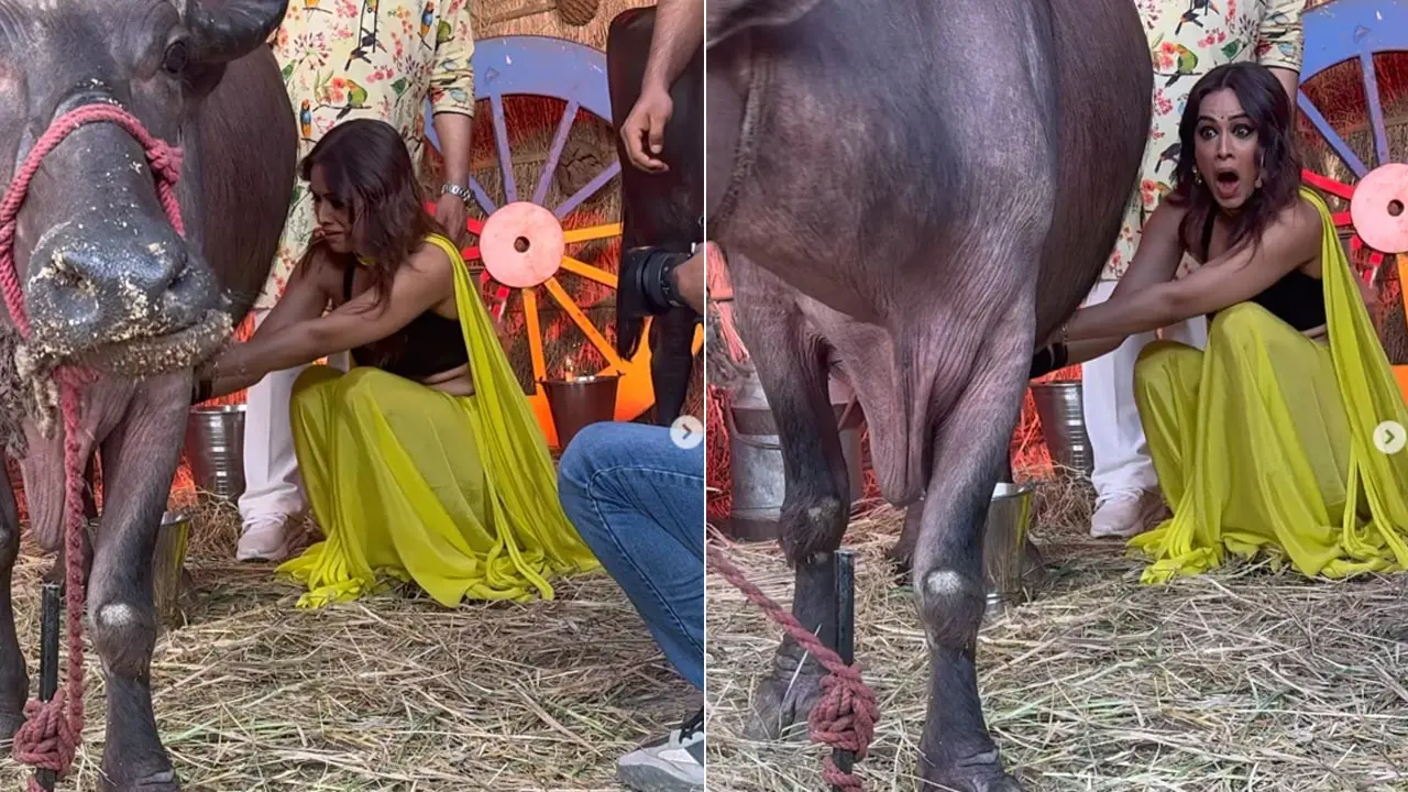Nia Sharma milks a buffalo on 'Laughter Chef' sets