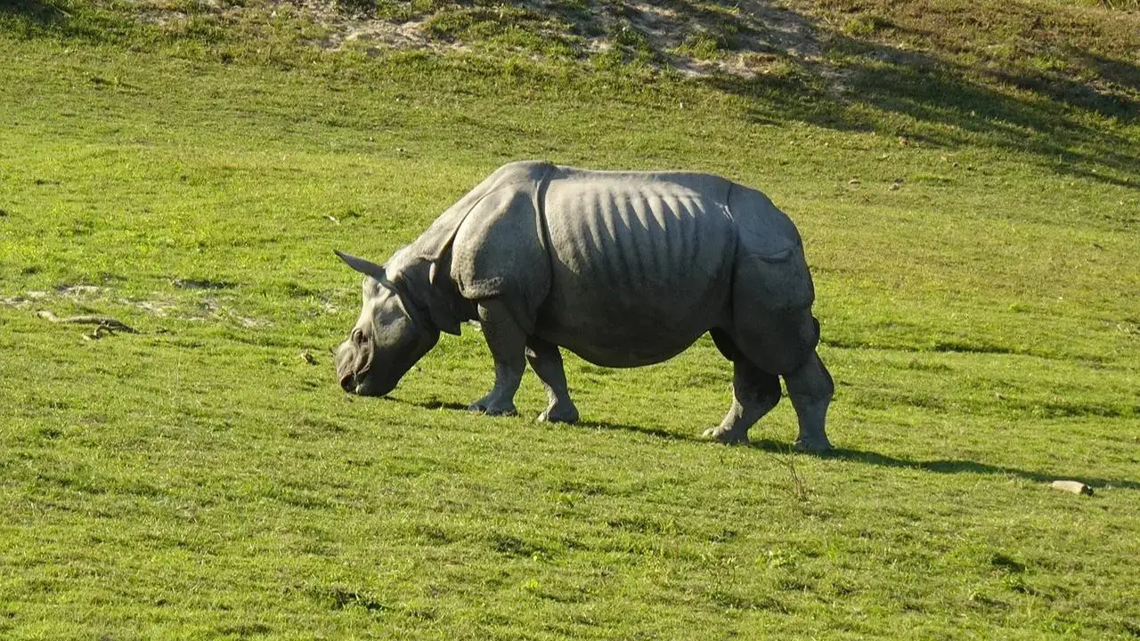 Kaziranga National Park witnesses 35 pc increase in tourists since last year