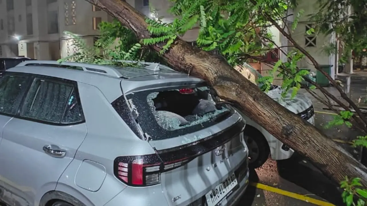 Two tree fall incidents reported in Thane; no injuries