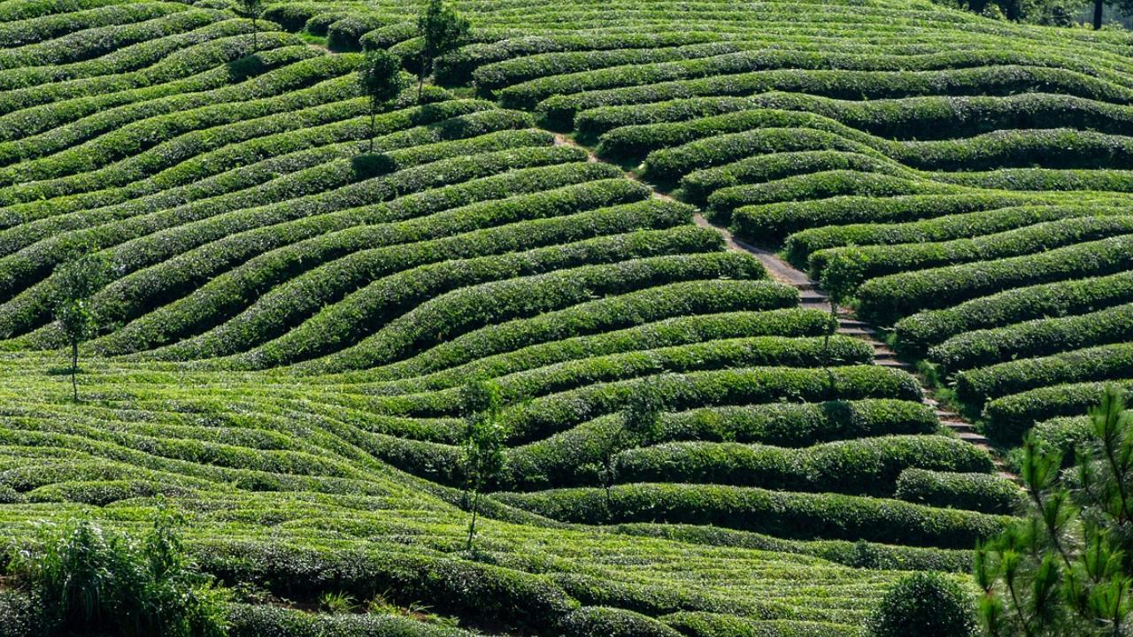 All varieties of tea are derived from the same plant species – Camellia sinensis, also called the ‘tea plant’. However, the taste, texture, smell, etc., differ depending on the processing techniques