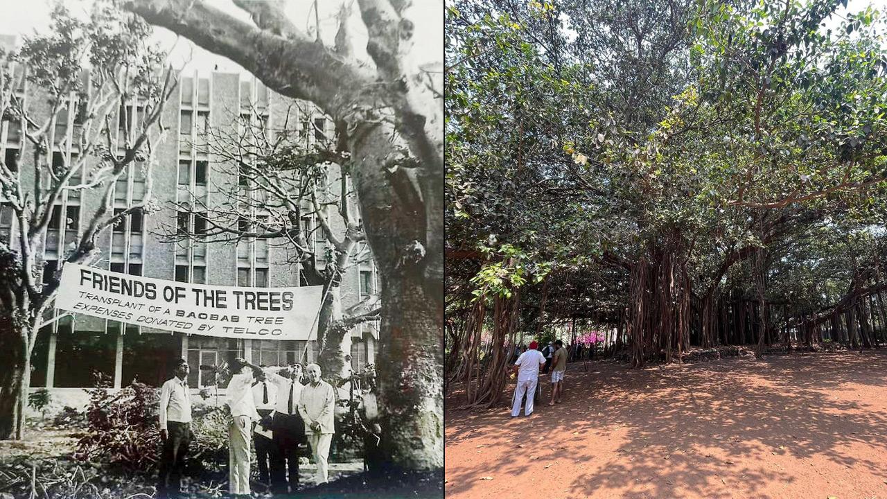 A photograph of the transplantation of the baobab in 1972; (below) the largest banyan tree in Mumbai. Pics Courtesy/Rajendra Gumaste; Wikimedia commons