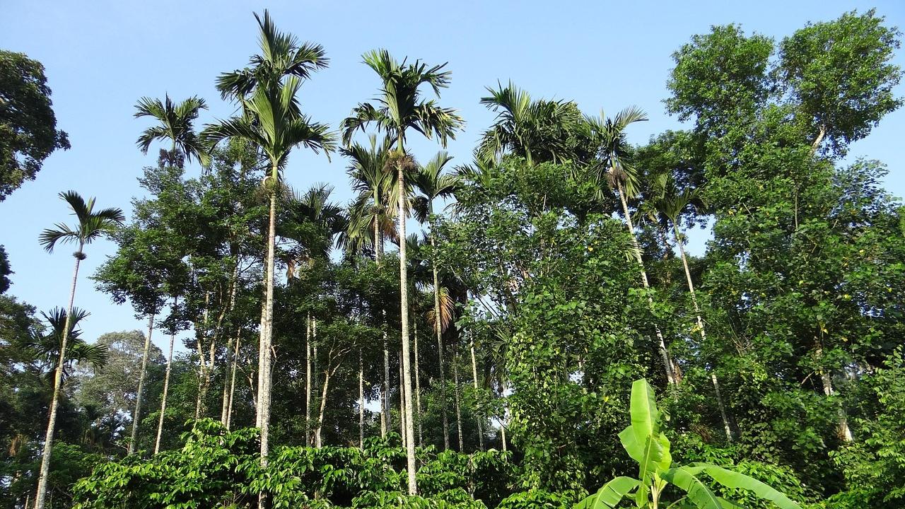 Coorg, Karnataka
This quaint hill town in Karnataka is an year-round destination. But it comes alive with lush greenery and scenic waterfalls during the monsoon season, and can prove to be one of the most peaceful experiences for travellers. However, it generally receives heavy rainfall and can be prone to landslides. Hence, travellers are advised to exercise caution before planning a trip