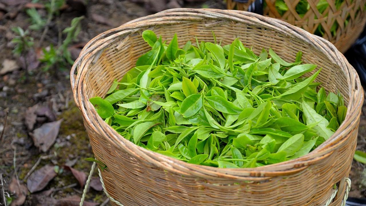 Due to the high value associated with it, tea bricks were used as currency in China and some other parts of Asia until the 19th century