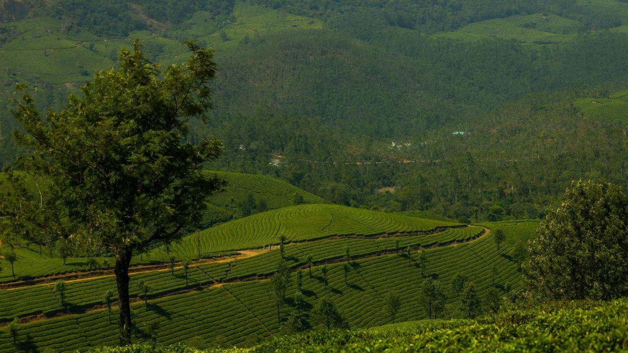 Munnar, Kerala
This hill station located in the Western Ghats attracts visitors with its sprawling tea plantations and picturesque views. While October-March is considered the best time to visit, monsoon months add a fresh charm to the place. One can experience mist-covered hills and waterfalls here. Again, it is important to read weather advisories before planning the trip. While heavy rainfall has currently affected tourist spots in Kerala, one can visit the hill station when the rainfall reduces and the condition improves