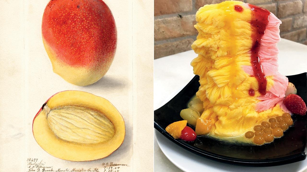 Deborah Griscom Passmore, Mulgoba Mango, 1907, watercolour illustration for the USDA Pomological Watercolor Collection; (right) Shaved ice, Chinese dessert, Singapore