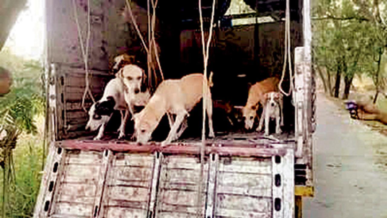 Mumbai: After backlash, Kandivli dogs to be brought back from Aarey shelter