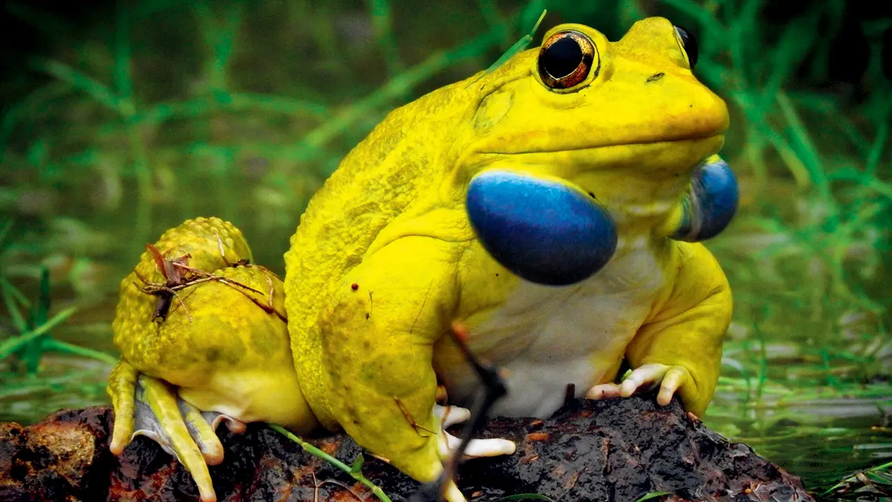 Rare sight at Aarey forest after Indian bullfrog mating ritual captured