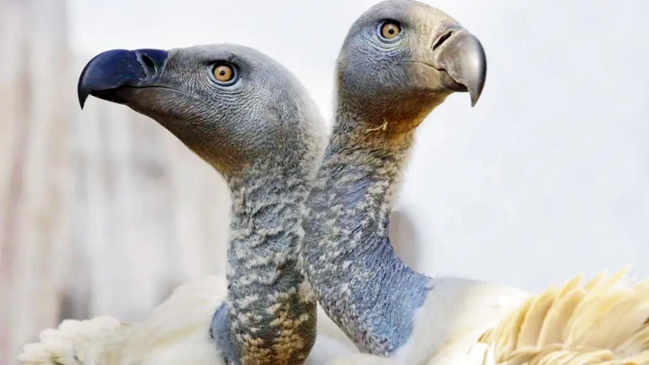 123 vultures poisoned, die in South African wildlife park