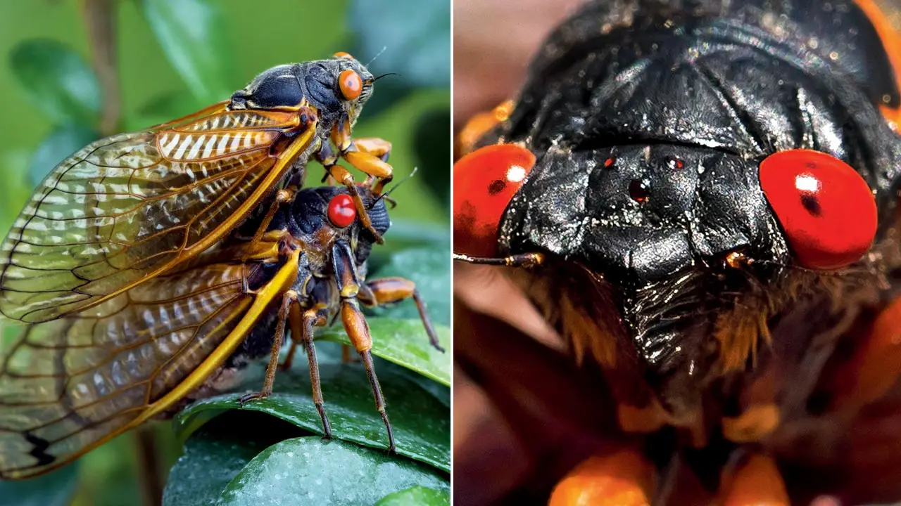 Some of these critters are infected with a wild fungus which turns them into hyper active, sex hunger bugs. Pics/iStock