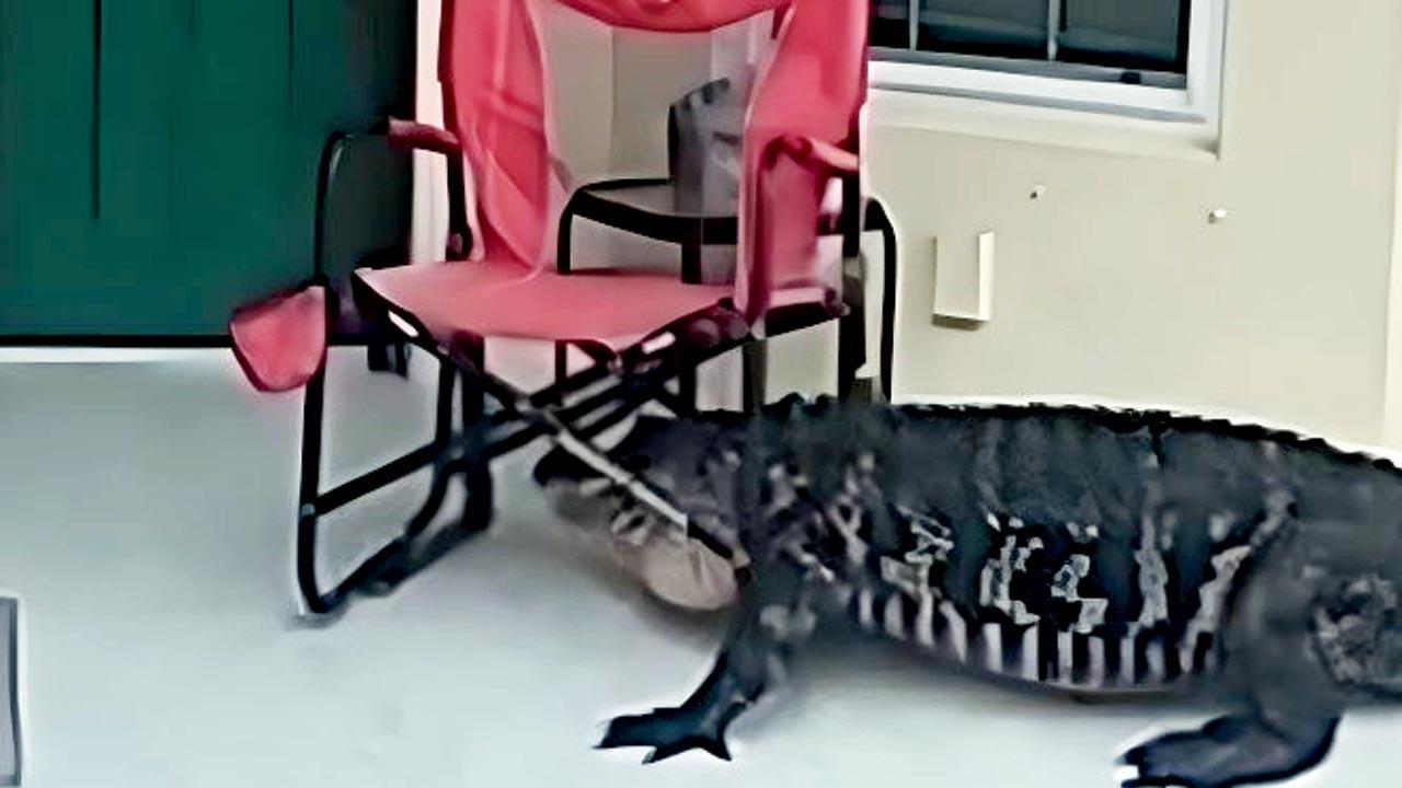 The alligator in Lee County’s Tortuga community. Pic/Instagram@leesheriff 
