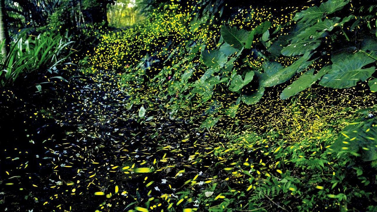 A firefly congregation