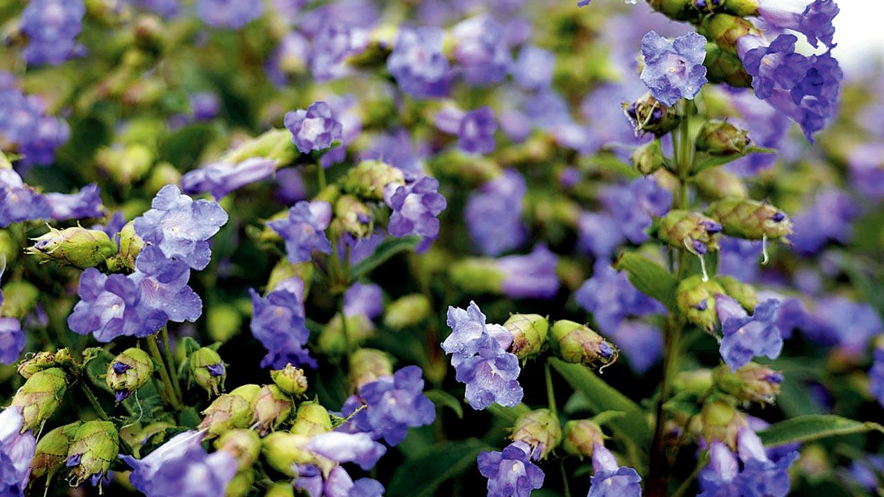 A mass blooming of the purple Karvi. Pics/iStock 