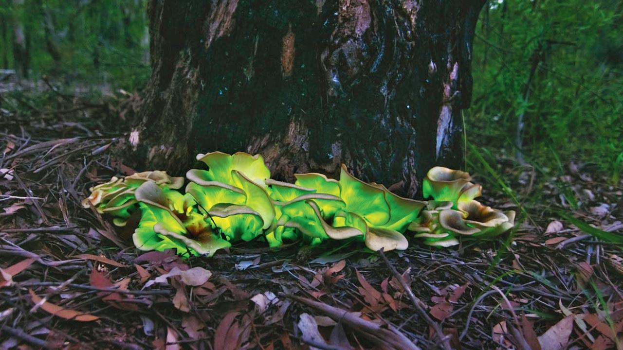 A bioluminescent fungi display