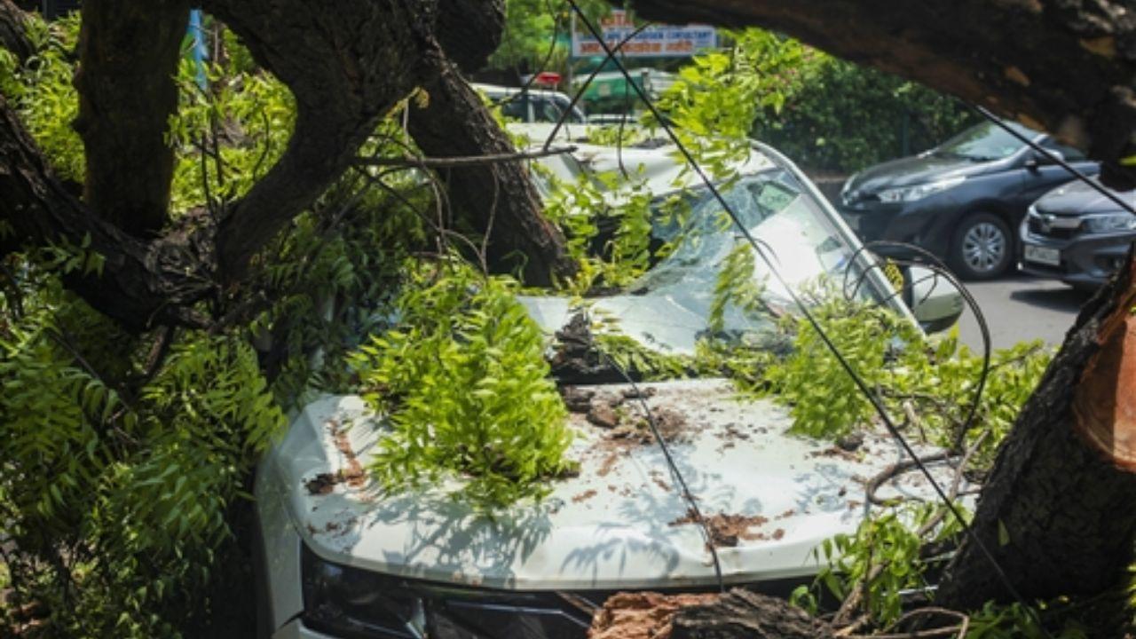 According to a report from the Integrated Command and Control Centre (ICCC), 13 tree fall complaints were received from the NDMC area alone