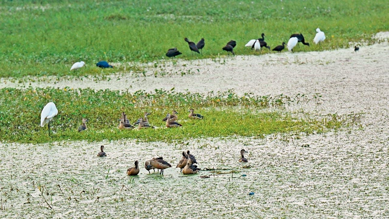 Conservationists argue that wetland recognition would allow for better protection of Lokhandwala Lake. File pics/Satej Shinde